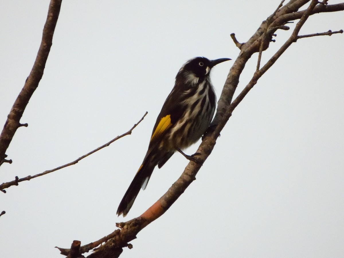 eBird Australia Checklist 13 May 2023 Kuringgai Chase National