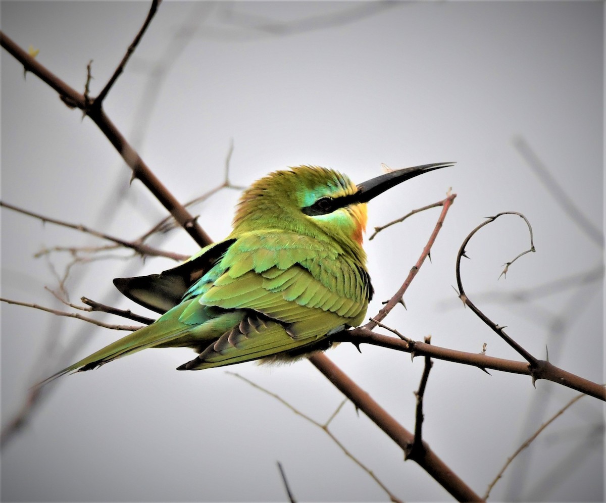 Blue-cheeked Bee-eater - mathew thekkethala