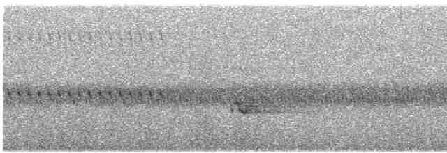 Spotted Nightjar - ML571089891