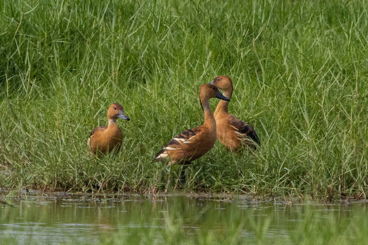 Fulvous Whistling-Duck - ML571095251