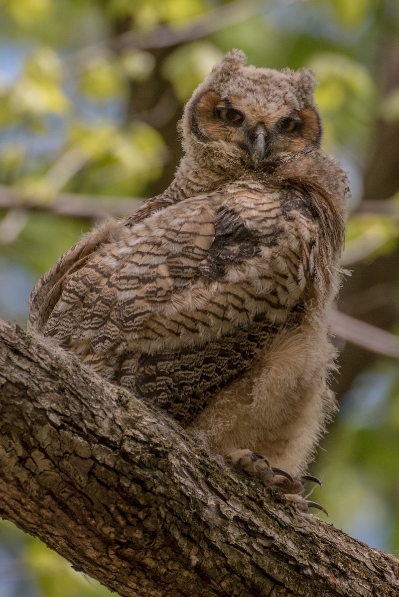 Great Horned Owl - Richard Lee