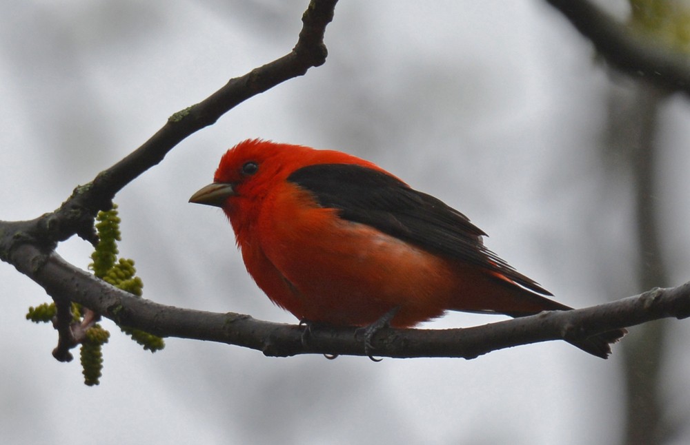 Scarlet Tanager - Dick Horsey