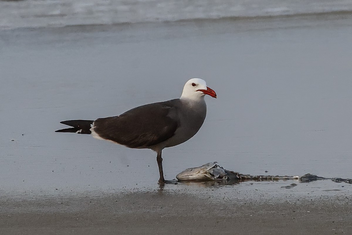 North Carolina Bird Atlas Checklist - 12 May 2023 - South Nags Head - 4