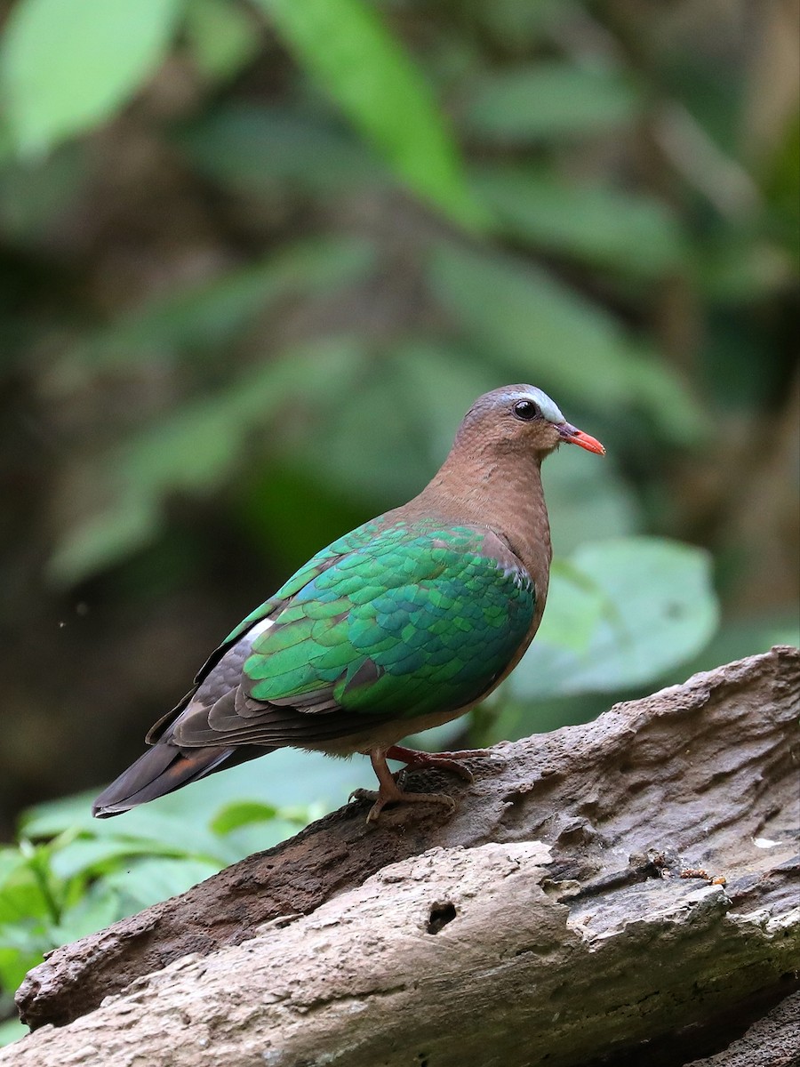Asian Emerald Dove - ML571101041