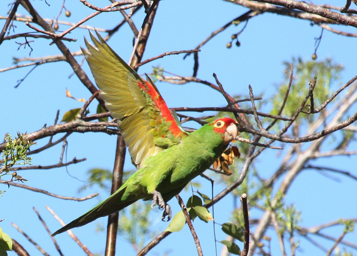 Red-masked Parakeet - Paul Hueber