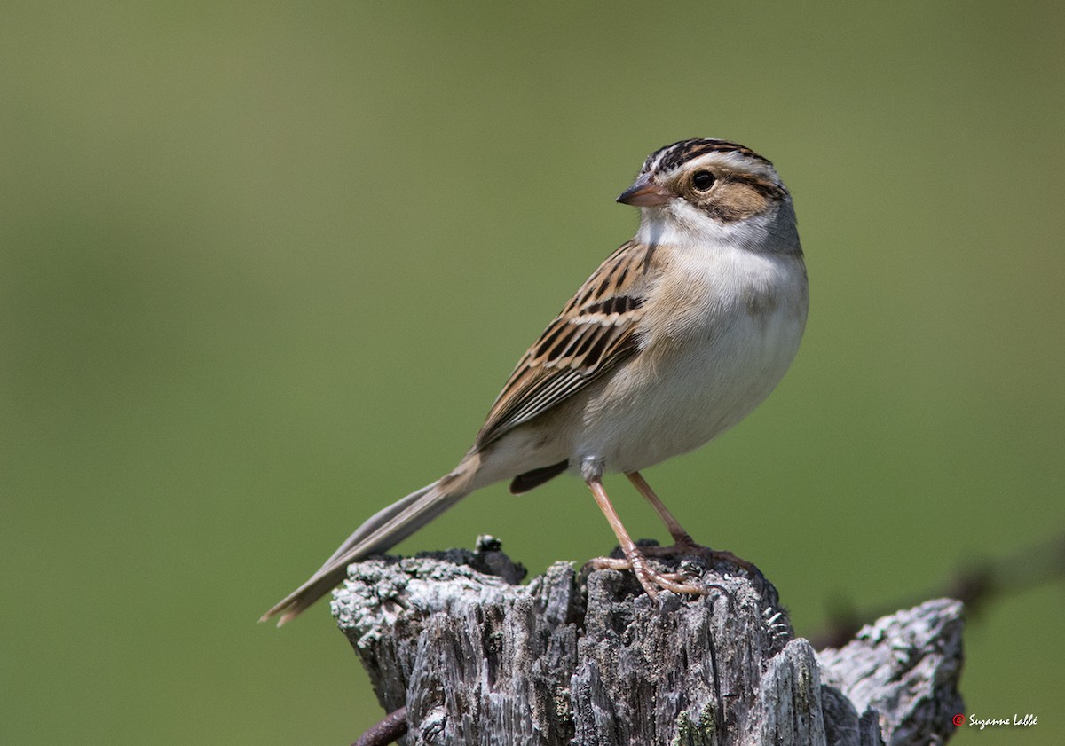 Clay-colored Sparrow - Suzanne Labbé
