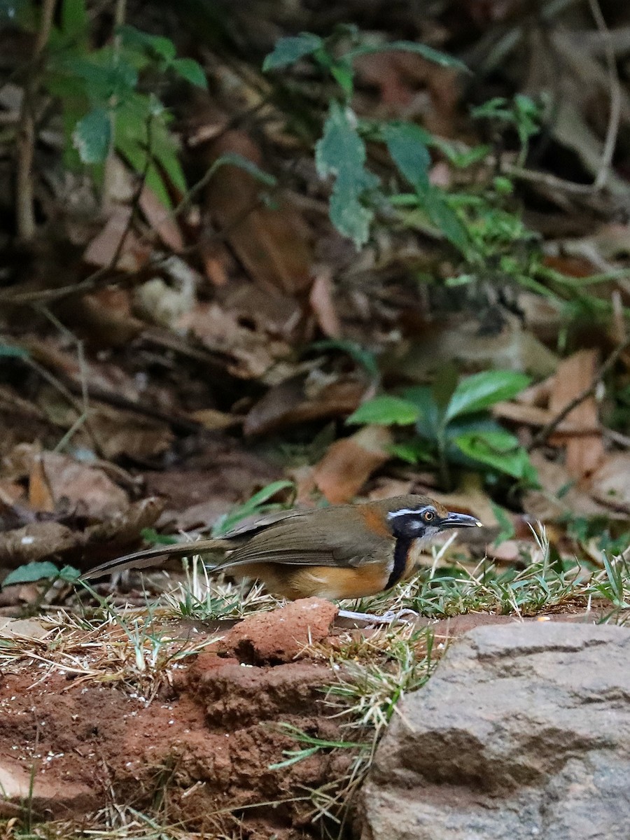 Lesser Necklaced Laughingthrush - ML571104101