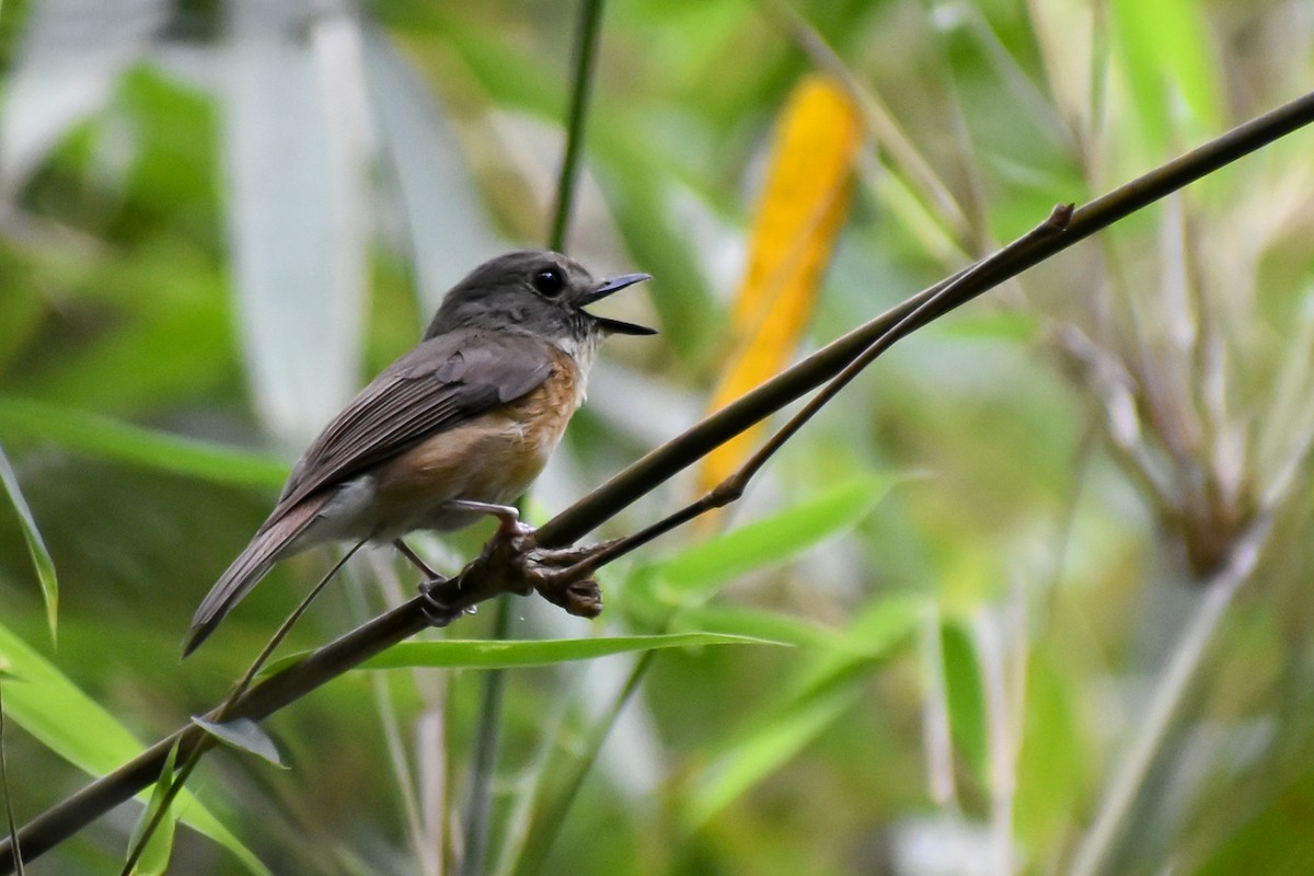 Pale-chinned Flycatcher - ML571104641