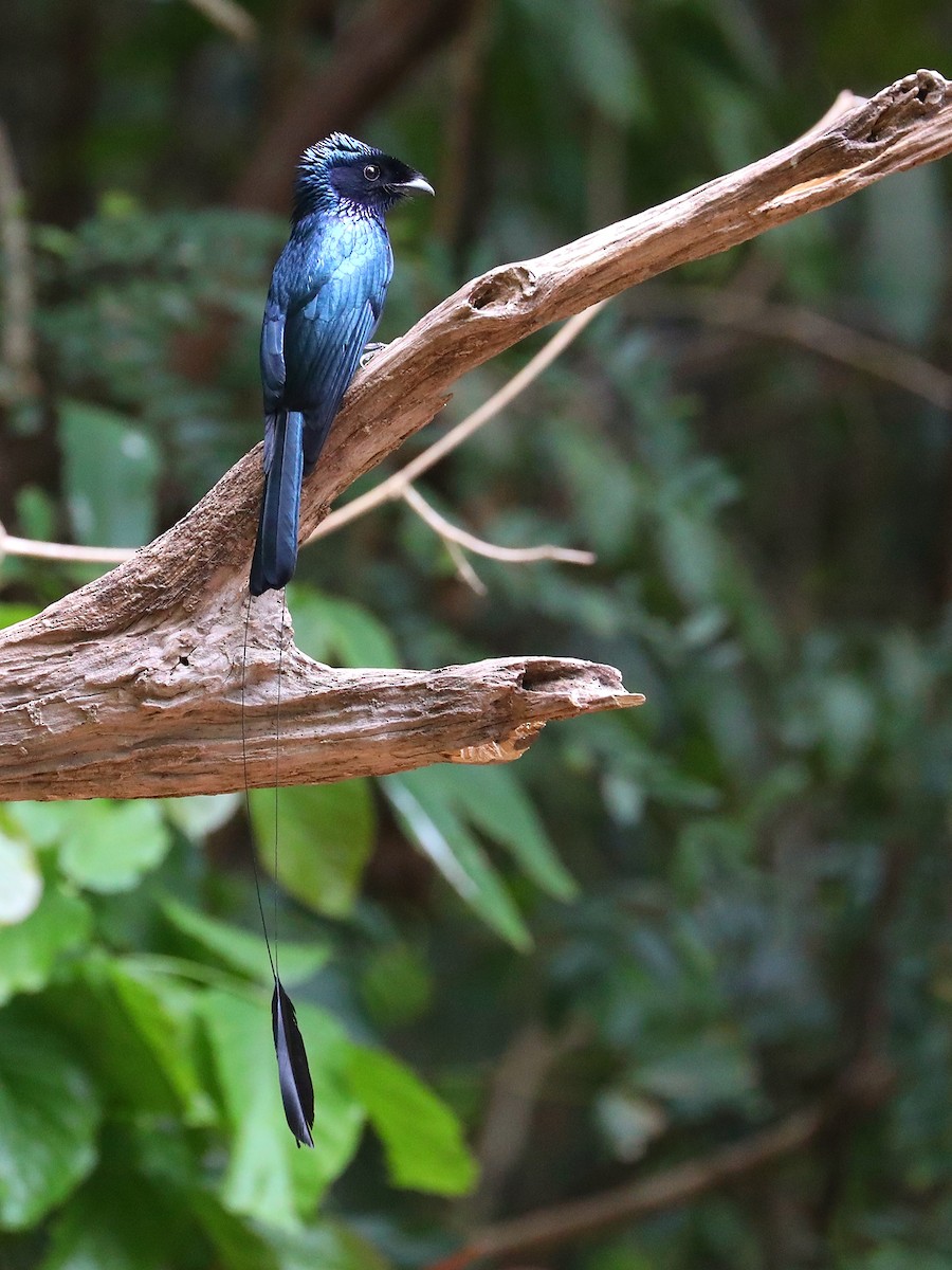 Lesser Racket-tailed Drongo - ML571105201