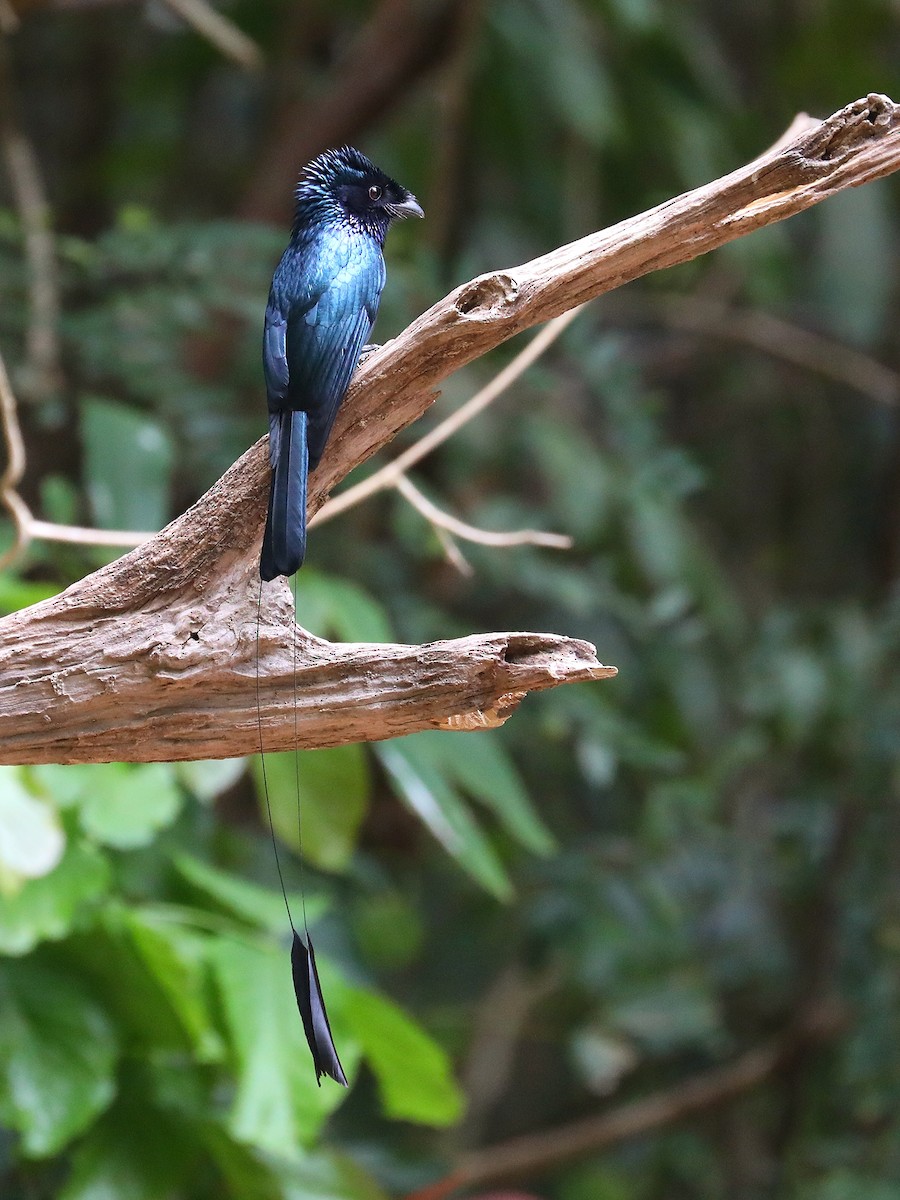 Lesser Racket-tailed Drongo - ML571105281