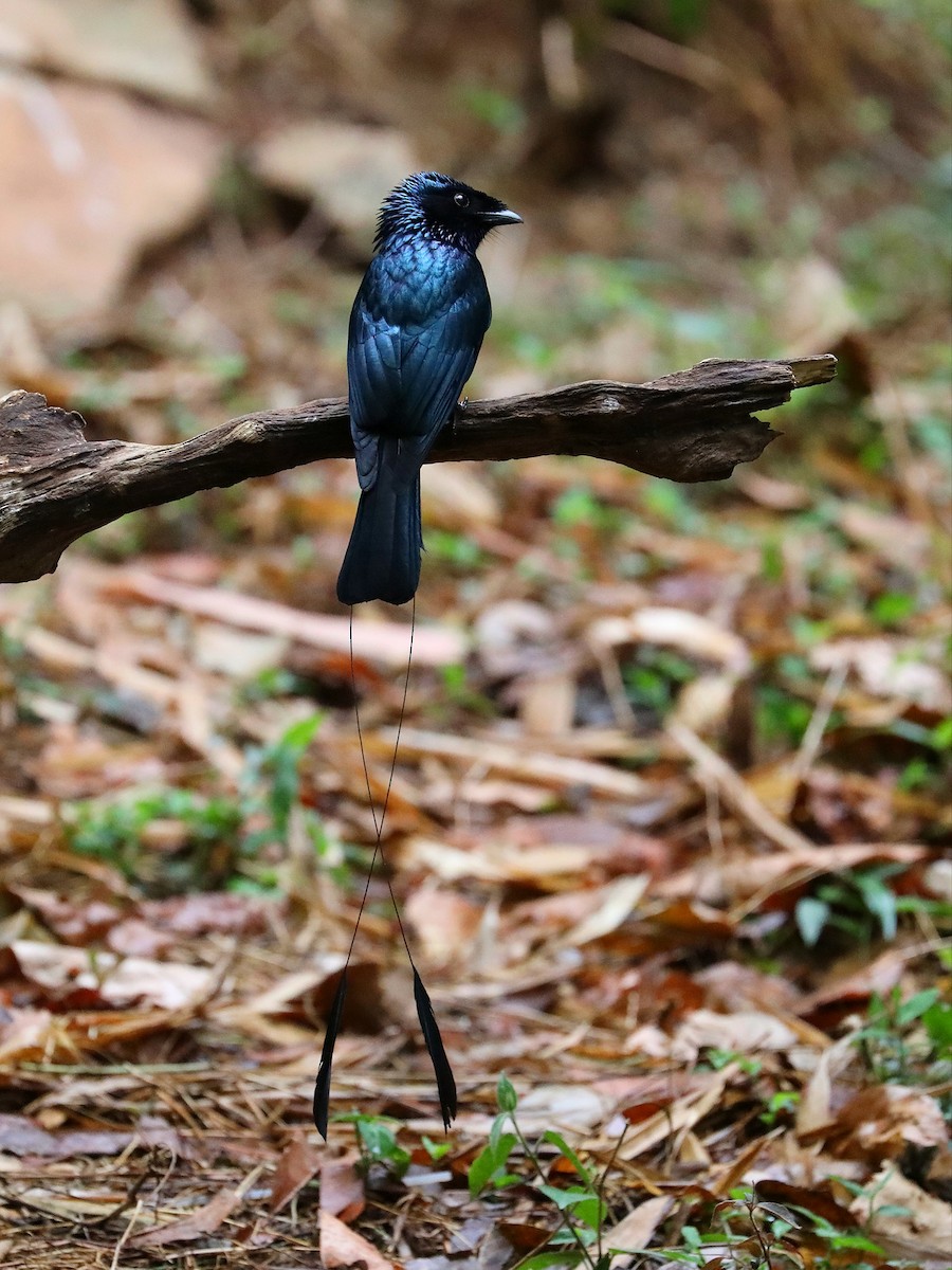 Lesser Racket-tailed Drongo - ML571105291
