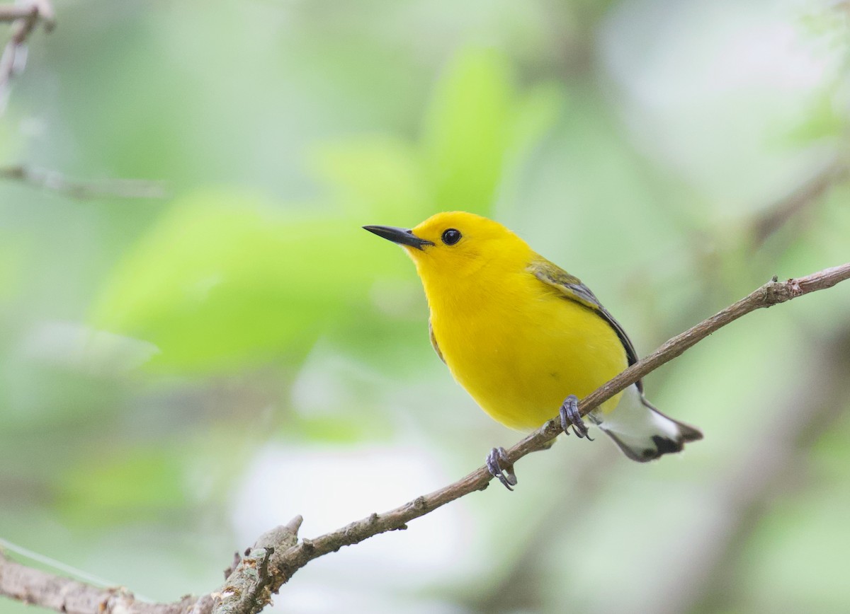 Prothonotary Warbler - ML571108131
