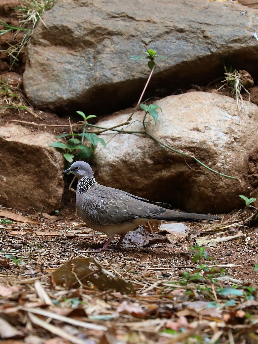 Spotted Dove - ML571111461
