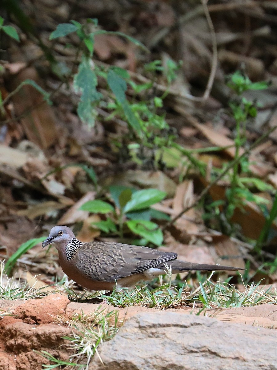 Spotted Dove - ML571111471