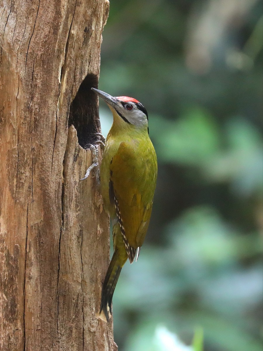 Gray-headed Woodpecker - ML571111631