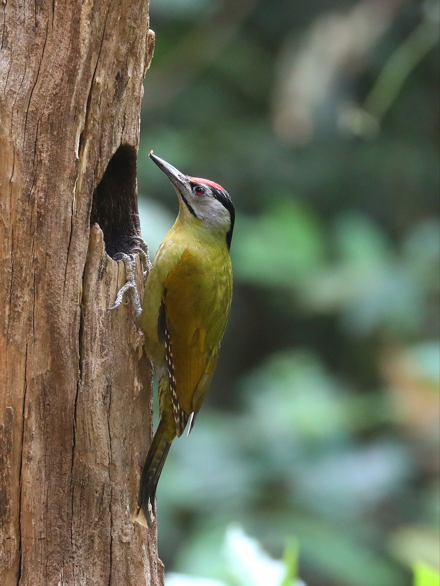 Gray-headed Woodpecker - ML571111641