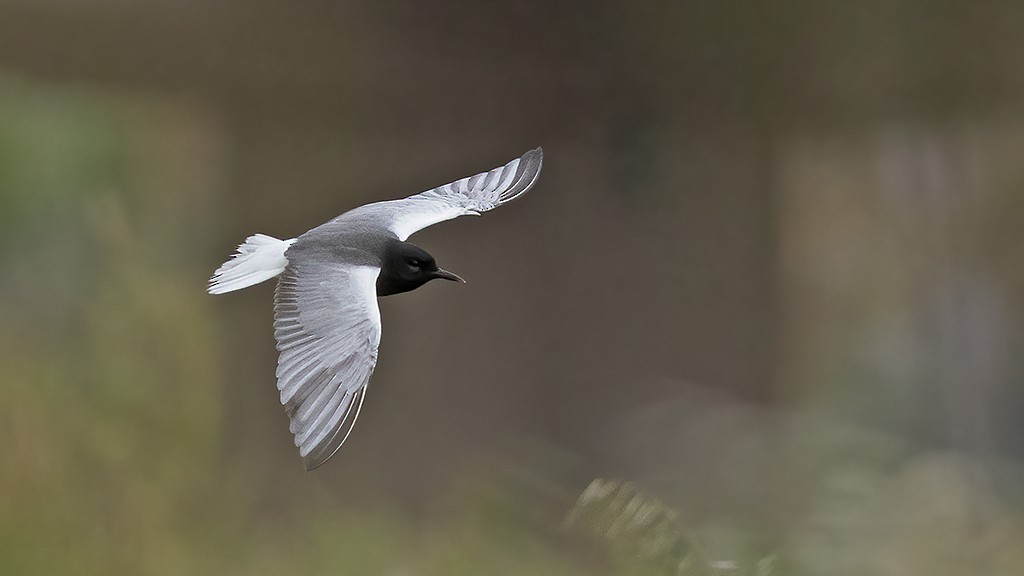 White-winged Tern - ML571113071