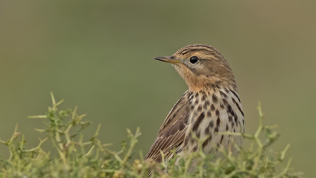 Red-throated Pipit - ML571113091