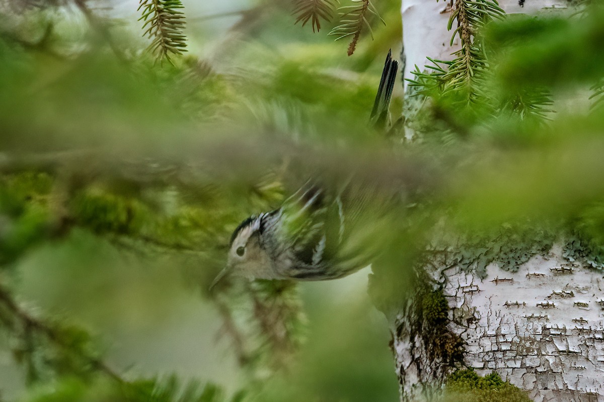 Black-and-white Warbler - ML571119481