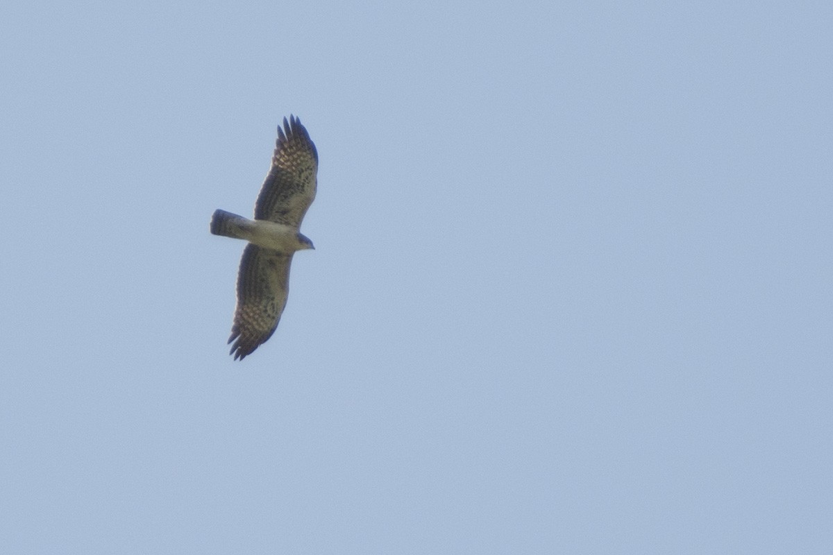 Ayres's Hawk-Eagle - ML571123951