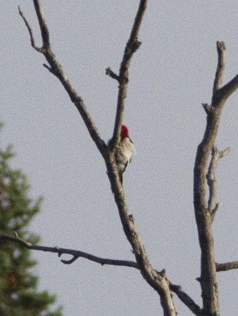 Red-headed Woodpecker - Suzanne Labbé