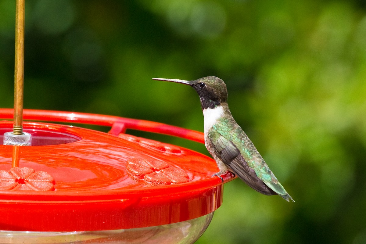 Black-chinned Hummingbird - Brian Healy