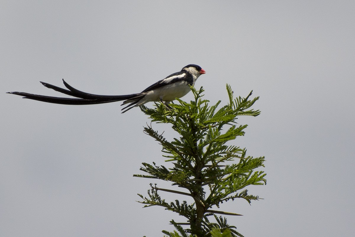 Pin-tailed Whydah - ML571128611