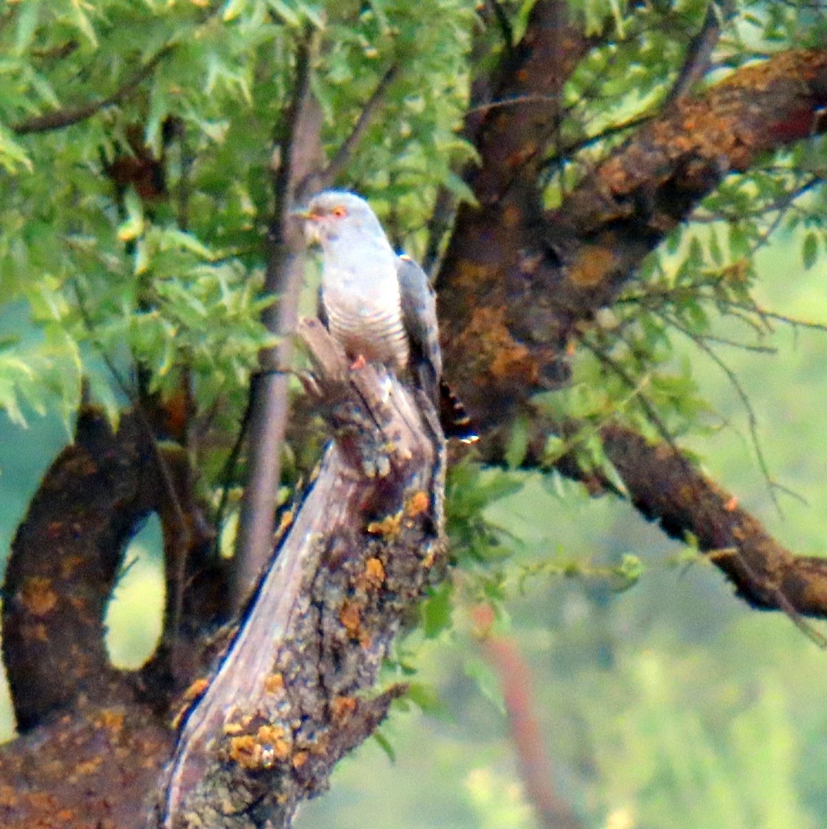 Common Cuckoo - ML571130441