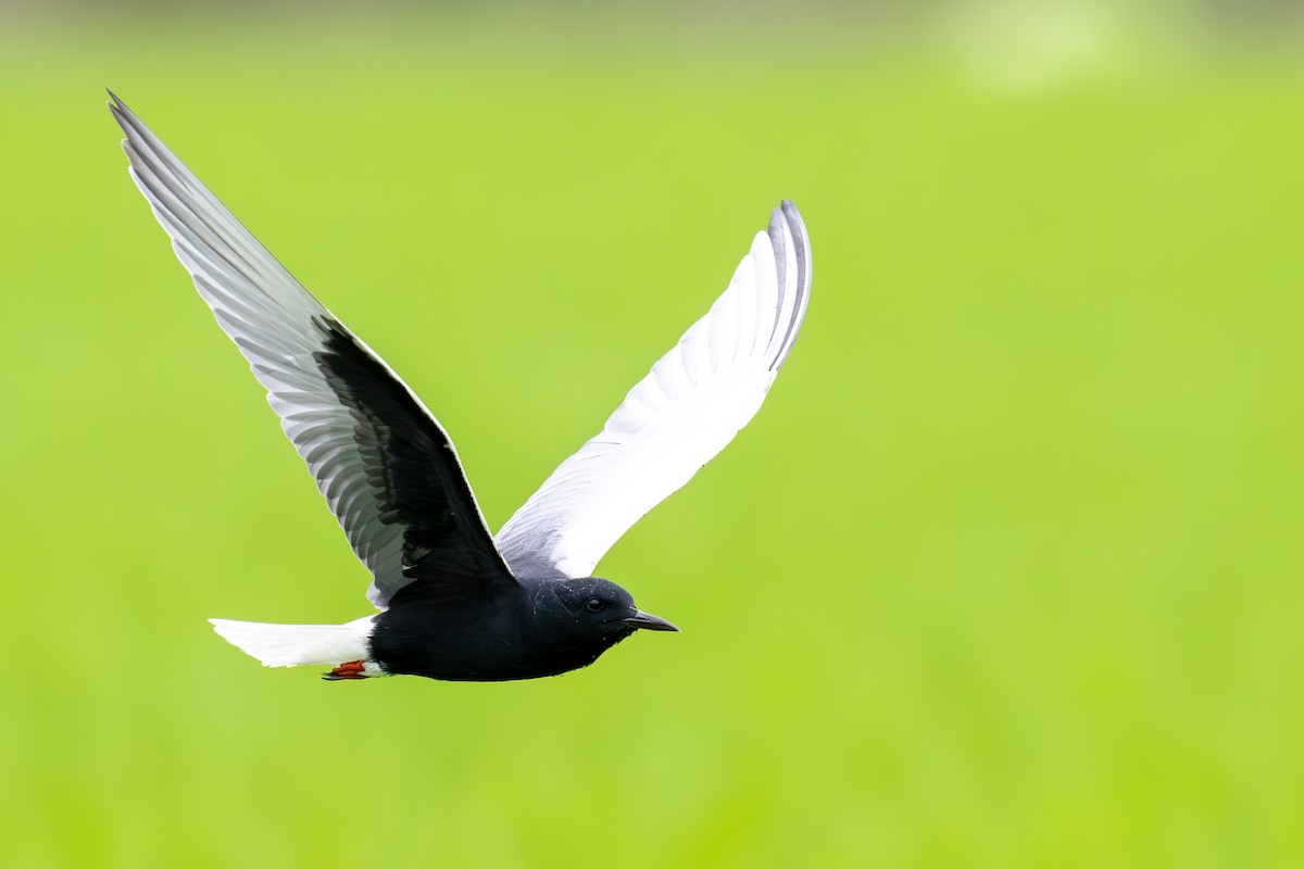 White-winged Tern - ML571133271