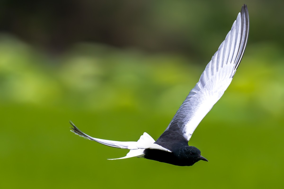 White-winged Tern - ML571133281