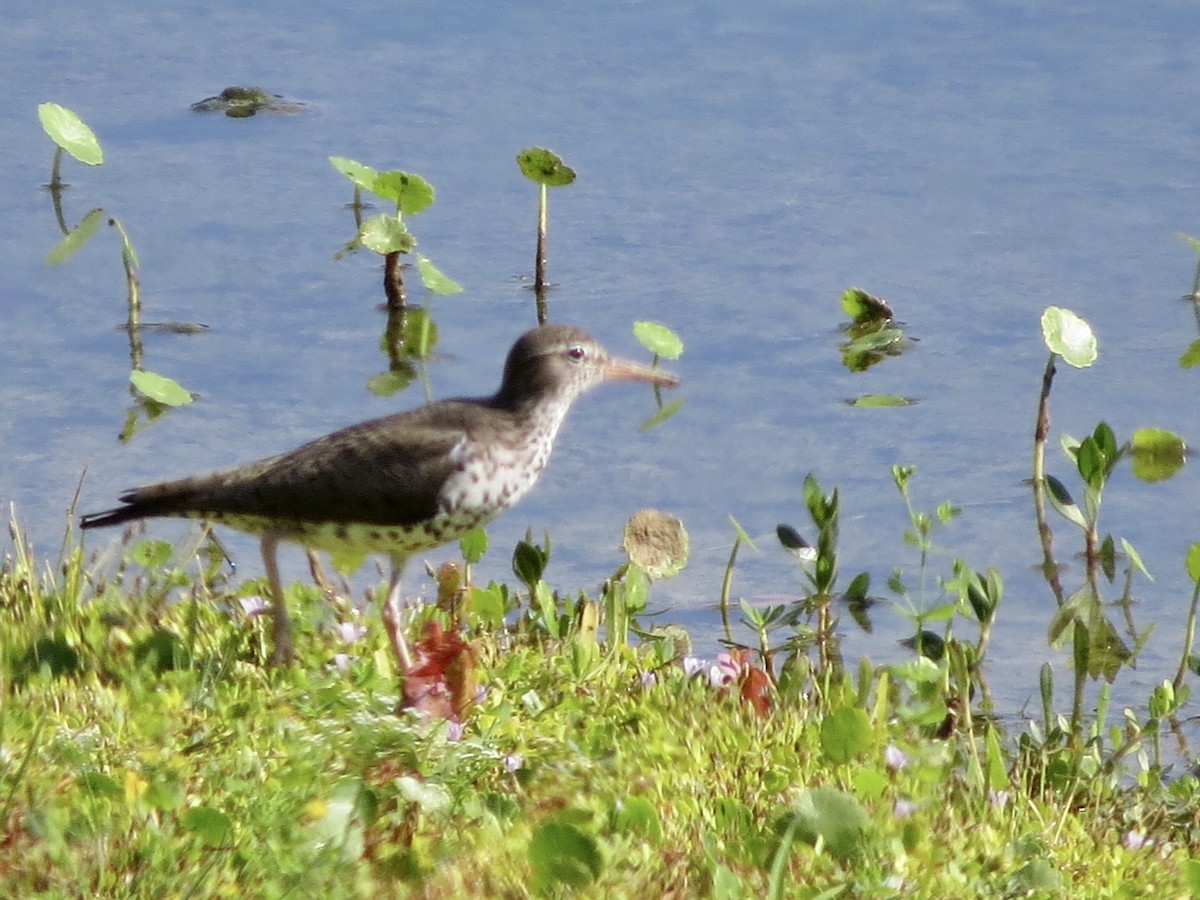 Spotted Sandpiper - Connie Long
