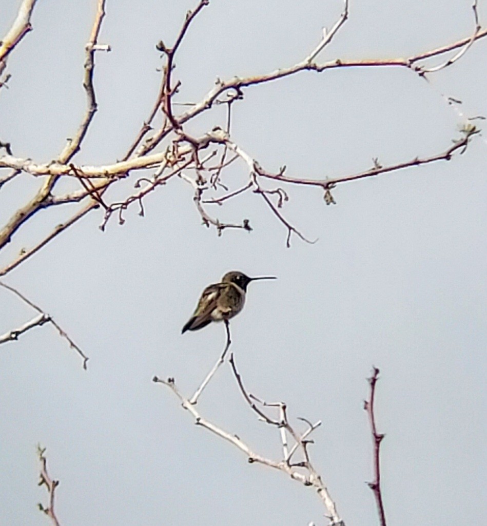 Black-chinned Hummingbird - ML571142861