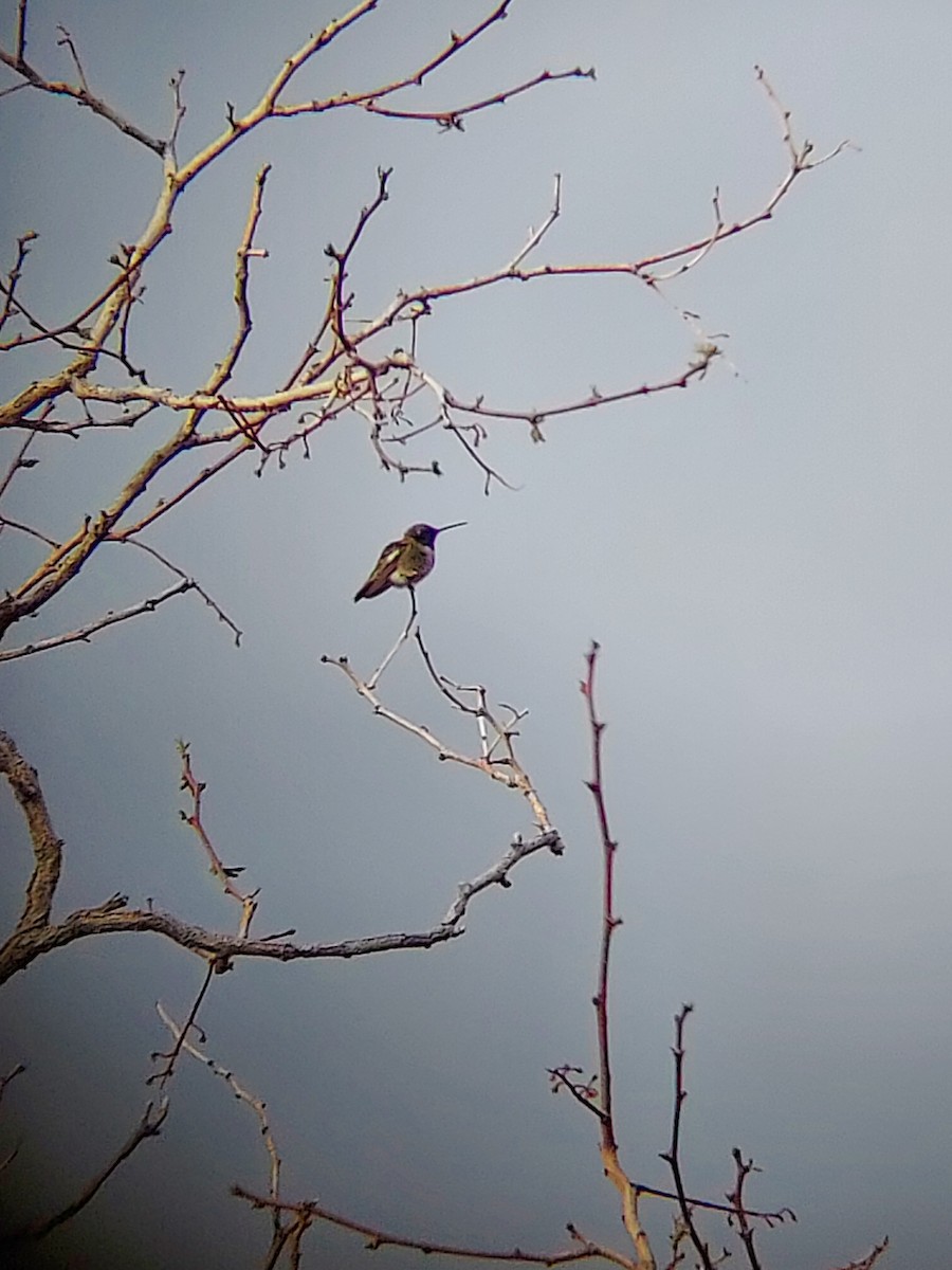 Black-chinned Hummingbird - ML571142871