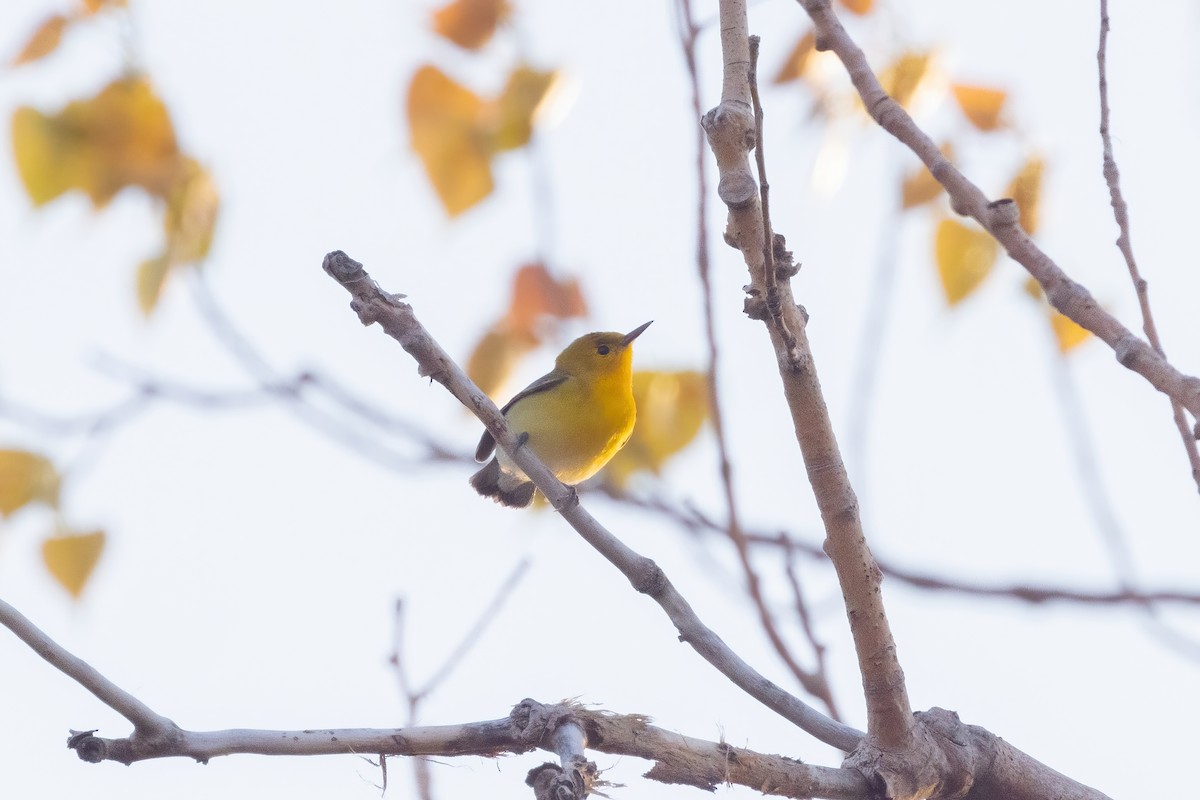 Prothonotary Warbler - ML571144611