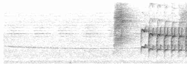 Weißbinden-Ameisenvogel - ML571146381