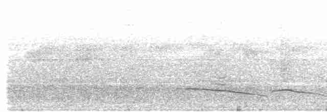 Weißbinden-Ameisenvogel - ML571146391