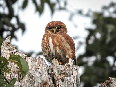 Ferruginous Pygmy-Owl - ML571146731