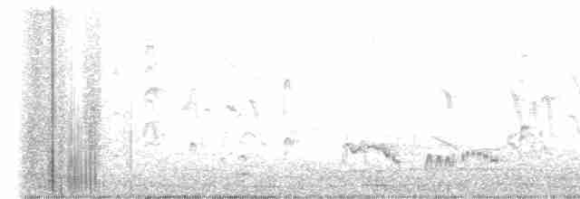 Kara Karınlı Islıkçı Ördek - ML571150101