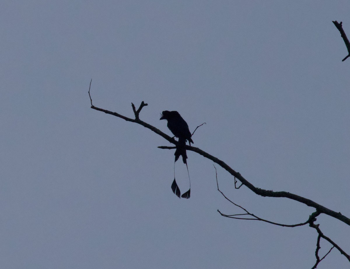 Greater Racket-tailed Drongo - ML571150871