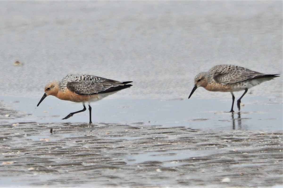 Red Knot - ML571153631