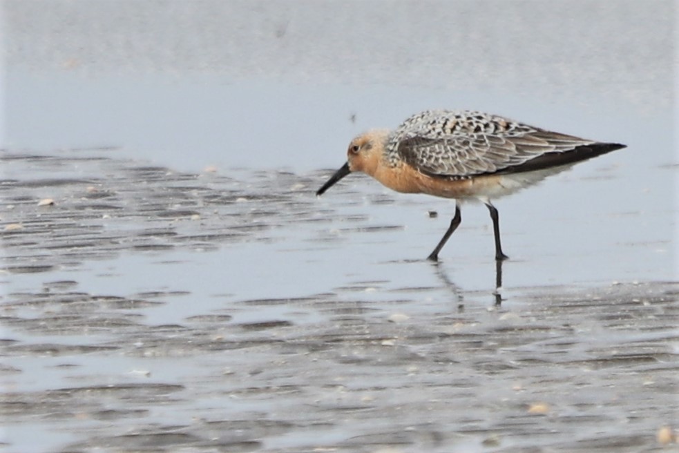 Red Knot - ML571153641