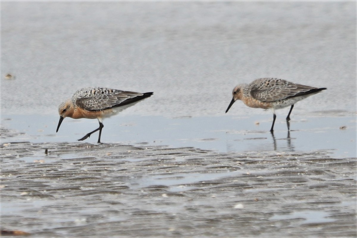 Red Knot - ML571153651