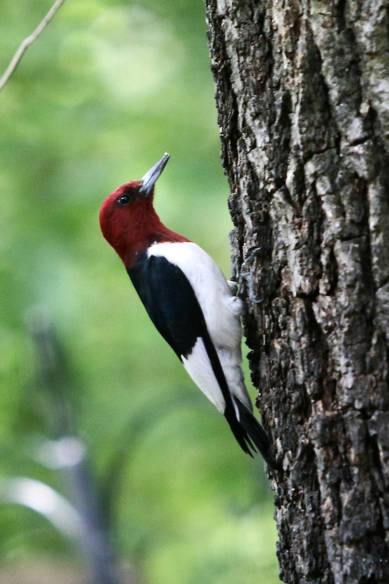 Red-headed Woodpecker - Tom Amico