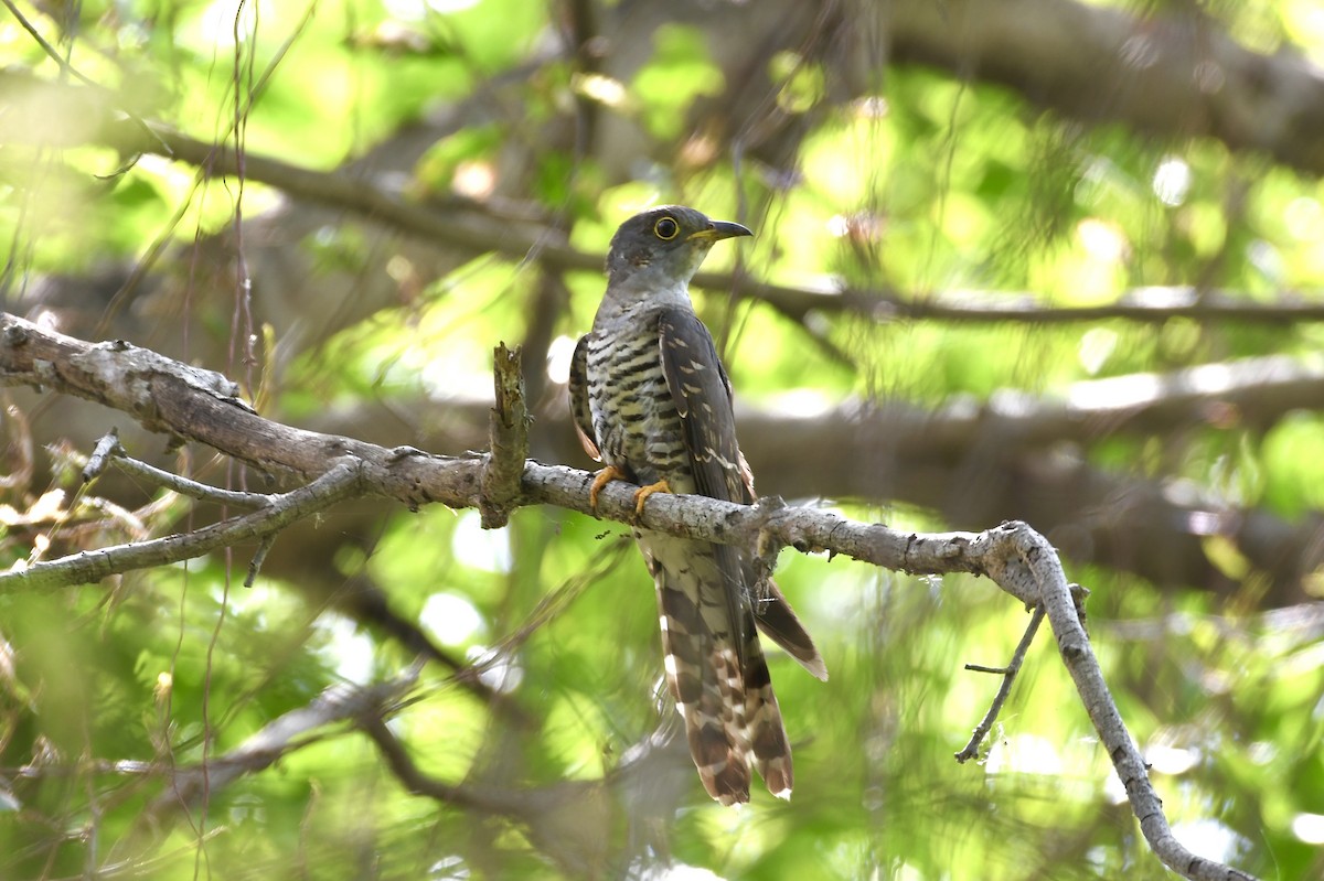 Indian Cuckoo - ML571157351