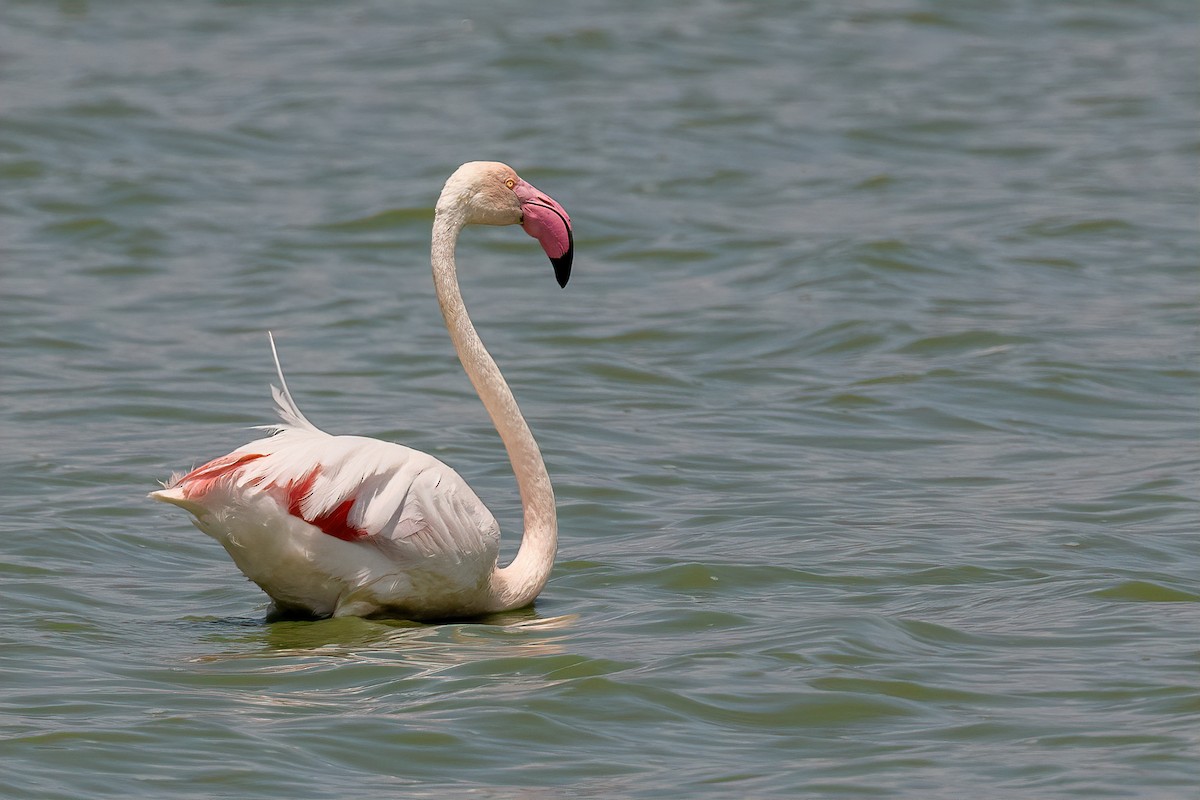 Greater Flamingo - ML571158271