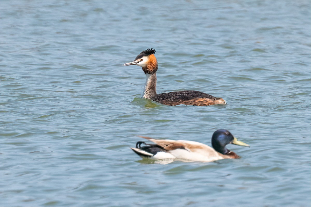 Great Crested Grebe - ML571158351