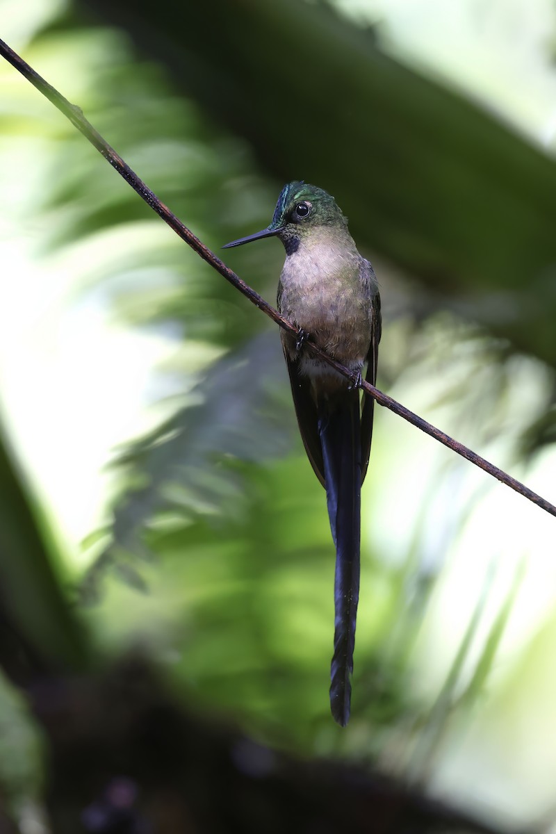 Violet-tailed Sylph - ML571165731