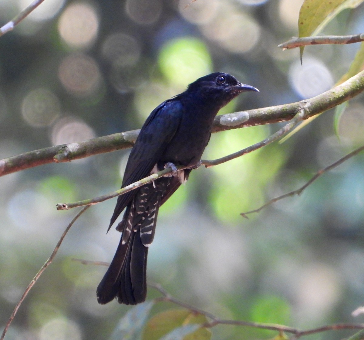 Square-tailed Drongo-Cuckoo - ML571166431
