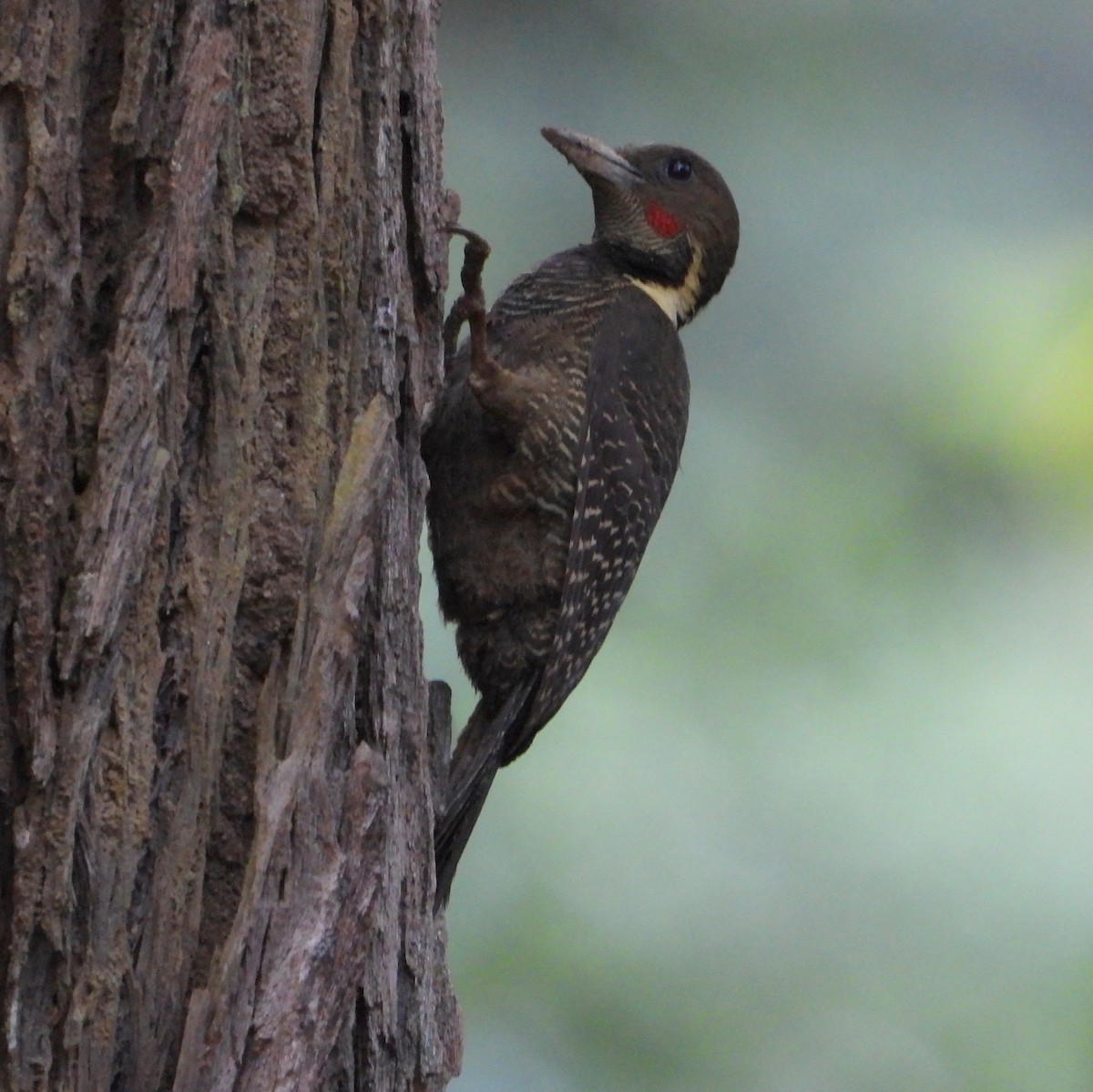 Buff-necked Woodpecker - ML571166531