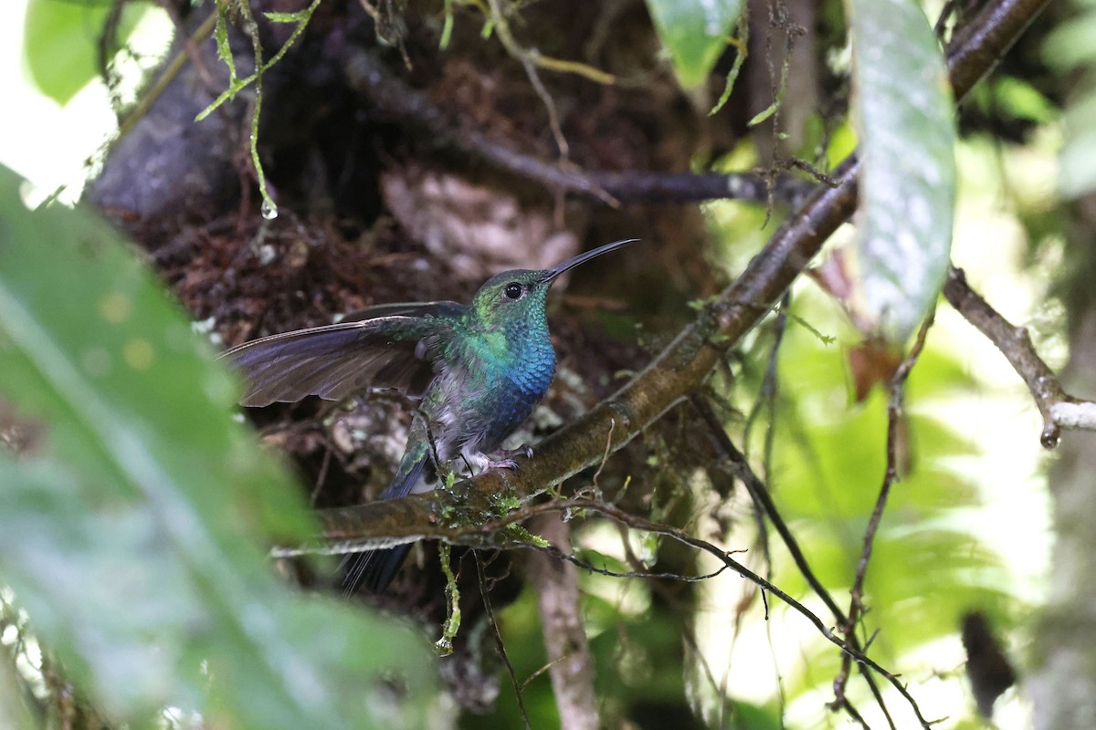 Ak Etekli Tüylü Kolibri (intermedia) - ML571166881